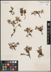 Foto von Salix cascadensis Cockerell
